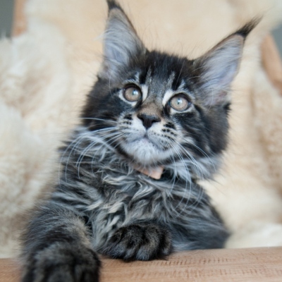 Cheerful Racer Kitten