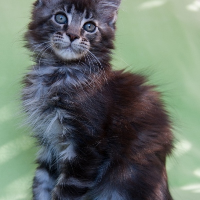 Cheerful Racer Kitten