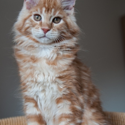 Cheerful Racer Kitten