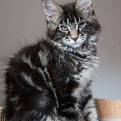 Cheerful Racer Kitten