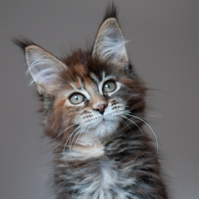 Cheerful Racer Kitten