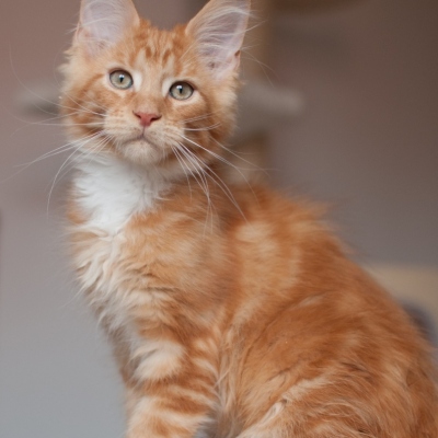 09072019_Maine-Coon_Cheerfulracer-Kitten_13w_5804