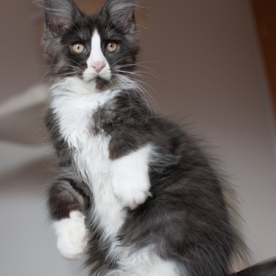 09072019_Maine-Coon_Cheerfulracer-Kitten_13w_5930