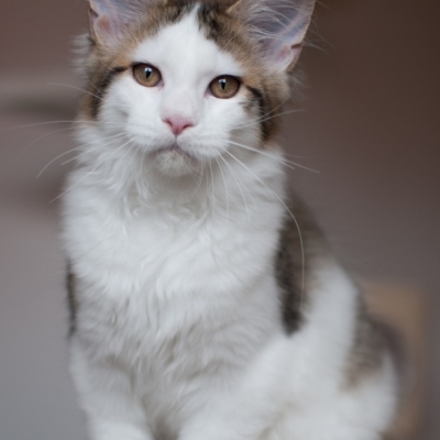 09072019_Maine-Coon_Cheerfulracer-Kitten_4m_5680