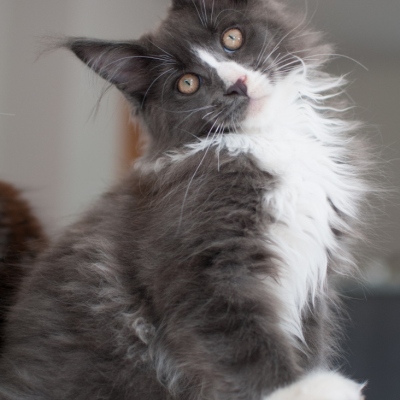 09072019_Maine-Coon_Cheerfulracer_Kitten_6218_35m
