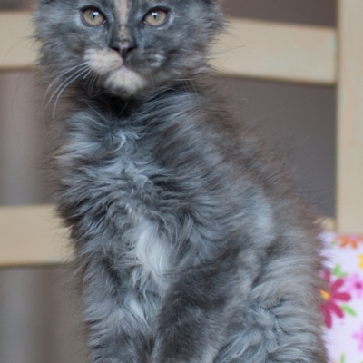 09072020_Maine-Coon_Cheerfulracer_Kitten_11w_1082