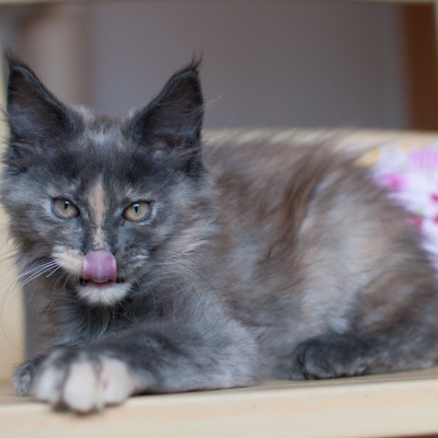 09072020_Maine-Coon_Cheerfulracer_Kitten_11w_1138