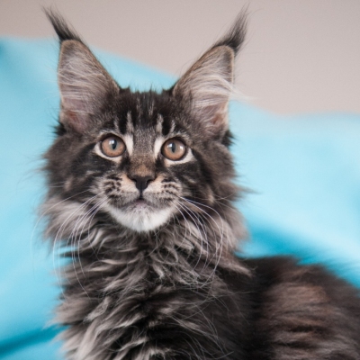 Cheerful Racer Kitten