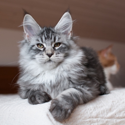 13112019_Maine-Coon_Cheerfulracer_Kater_3m_8730