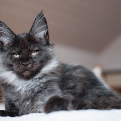 13112019_Maine-Coon_Cheerfulracer_Kitten_35m_8785