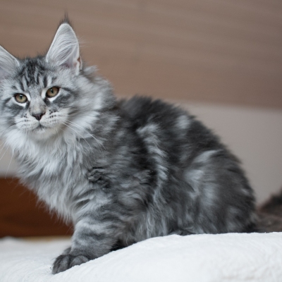 13112019_Maine-Coon_Cheerfulracer_Kitten_3m_8715