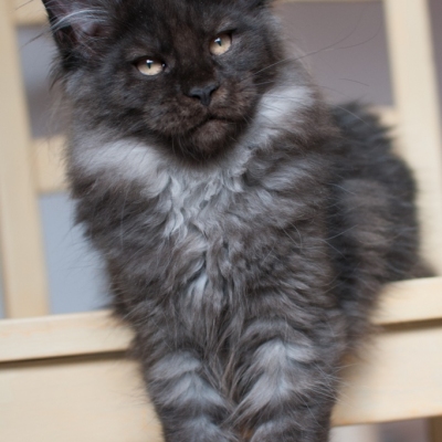 13112019_Maine-Coon_Cheerfulracer_Kitten_3m_8861