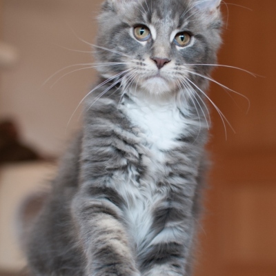 14082019_Maine-Coon_Cheerfulracer_Kitten_35m_6505