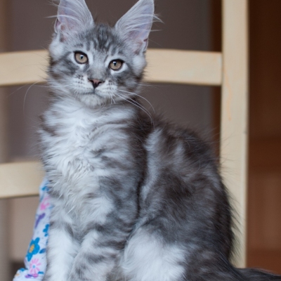 15062020_Maine-Coon_Cheerfulracer_Kitten_3m_1300