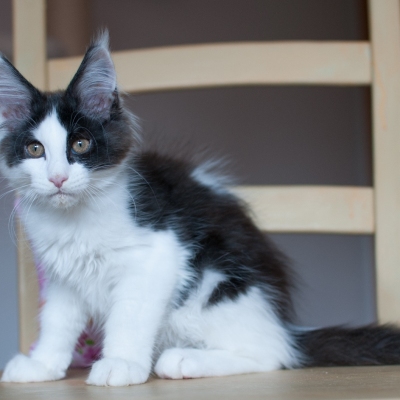 15062020_Maine-Coon_Cheerfulracer_Kitten_3m_1320