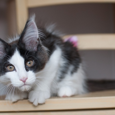 15062020_Maine-Coon_Cheerfulracer_Kitten_3m_1342