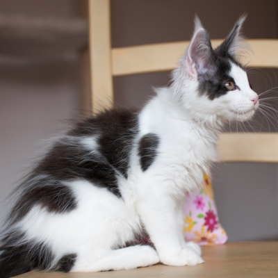 15062020_Maine-Coon_Cheerfulracer_Kitten_3m_1361