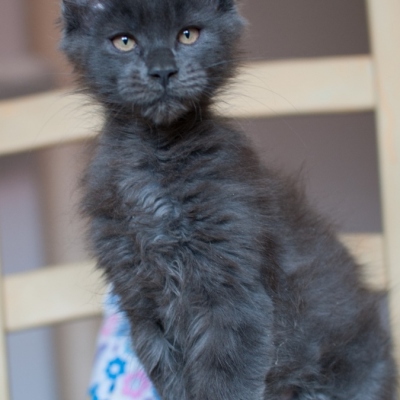 15072020_Maine-Coon_Cheerfulracer_Kitten_13w_1252