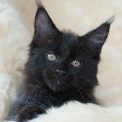 Cheerful Racer Kitten