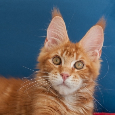 Cheerful Racer Kitten