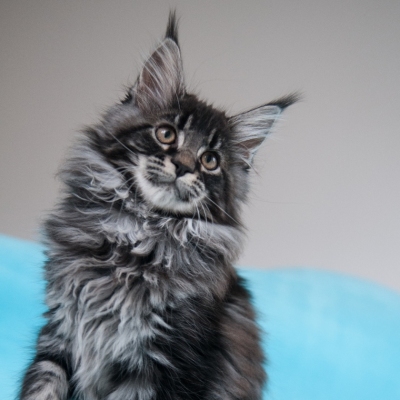 Cheerful Racer Kitten