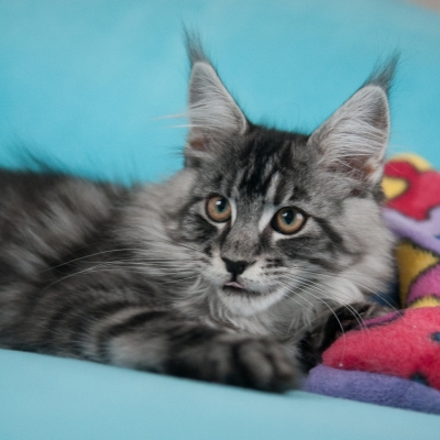 Cheerful Racer Kitten