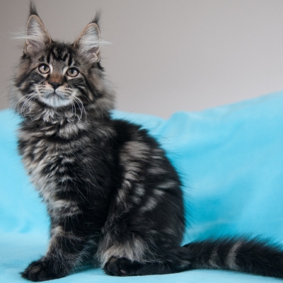 Cheerful Racer Kitten