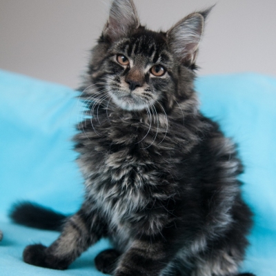 Cheerful Racer Kitten