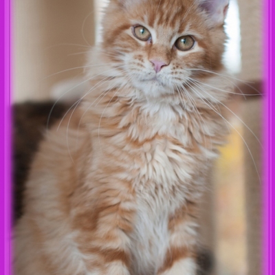 17112016_8533_rahmen_4m