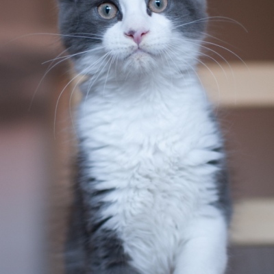 18072020_Maine-Coon_Cheerfulracer_Kitten_13w_1421