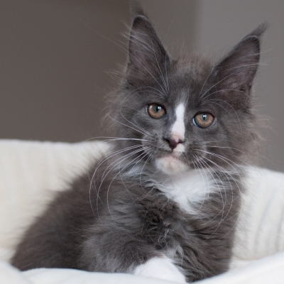 Cheerful Racer Kitten