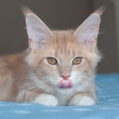 Cheerful Racer Kitten