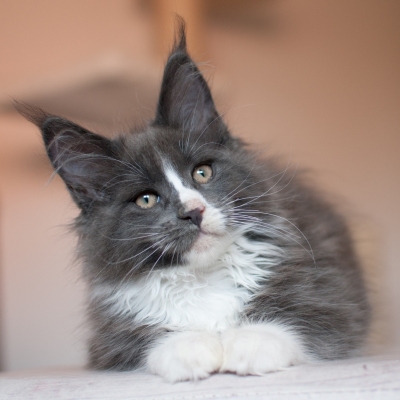 29062019_Maine-Coon_Kitten_5049_12w
