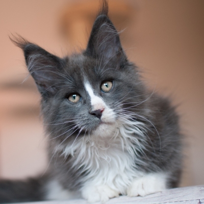 29062019_Maine-Coon_Kitten_5084_12w