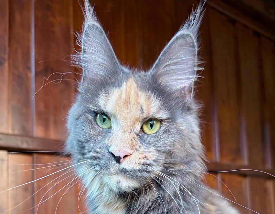 Captain Coon’s Holly Lou Cheerfulracer - Katzen