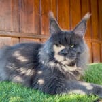 Family Stars Nomen Kater Cheerfulracer