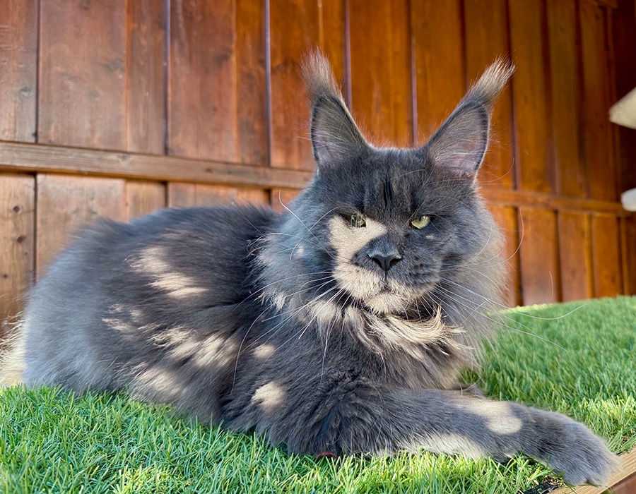 Family Stars Nomen Kater Cheerfulracer