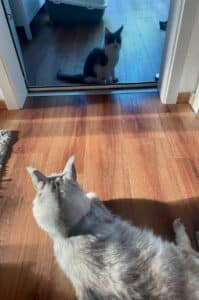 Maine Coon zieht ein