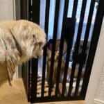 Maine coon mit hund