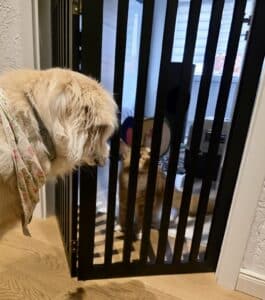 Maine coon mit hund