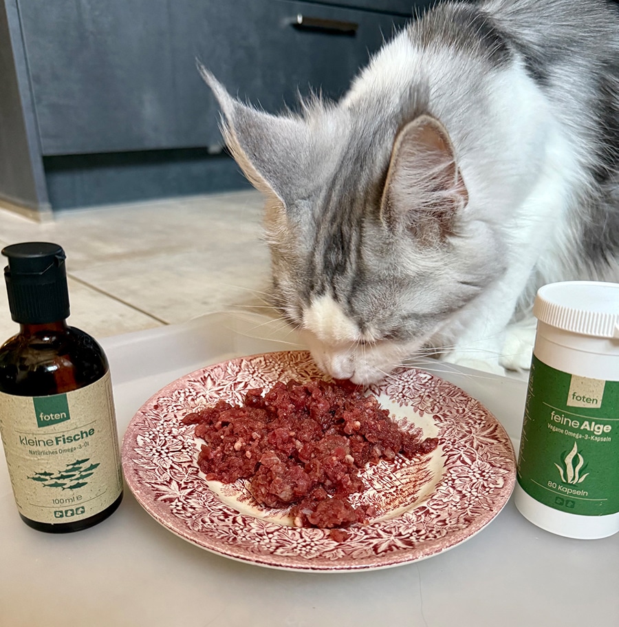 Omega3 Katze